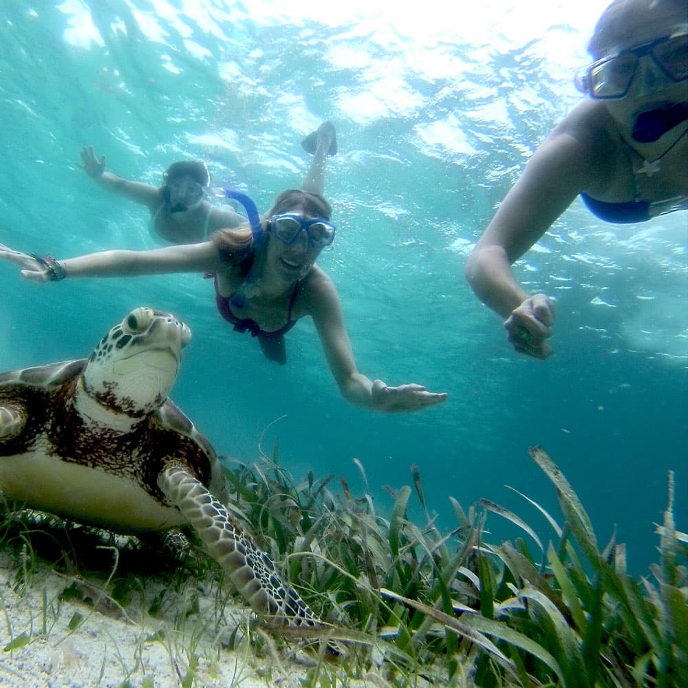 A sea turtle swims alongside two snorkelers in clear water.