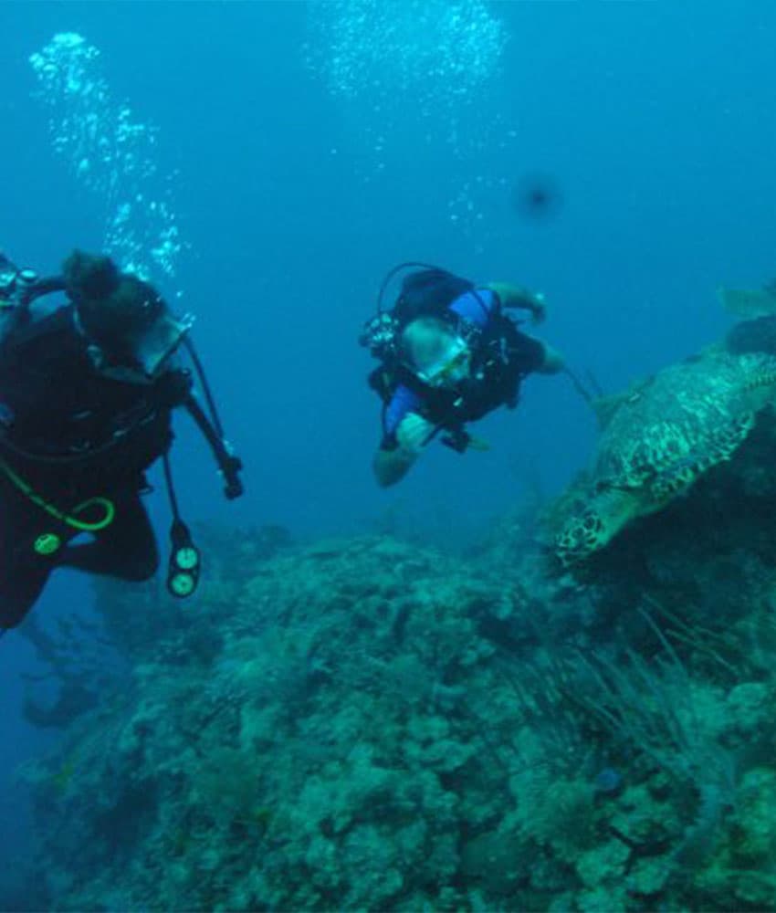 Two divers explore a coral reef underwater alongside a large sea turtle.